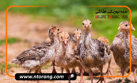 راهکارهای افزایش سود در پرورش بوقلمون